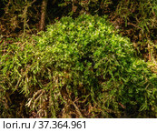 Кавказские горы, Адыгея. Субтропический лес, мох на камне. Caucasus Mountains, Adygea. Subtropical forest, moss on a stone. Стоковое фото, фотограф Евгений Романов / Фотобанк Лори