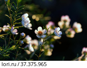 Flowering evergreen shrub Chamelacium (Chamelaucium) Стоковое фото, фотограф Irina Opachevsky / Фотобанк Лори