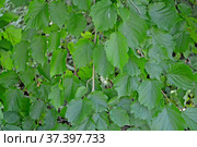 Зеленые листья лещины древовидной (медвежий орех) (Corylus colurna L.). Фон. Стоковое фото, фотограф Ирина Борсученко / Фотобанк Лори