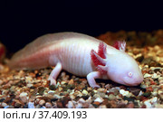 Аксолотль (Ambystoma mexicanum) Стоковое фото, фотограф Татьяна Белова / Фотобанк Лори
