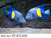 Рыба-ангел Аравийская (Pomacanthus maculosus) Стоковое фото, фотограф Татьяна Белова / Фотобанк Лори