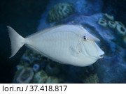 Однорогая рыба-носорог или настоящий носач (Naso unicornis) Стоковое фото, фотограф Татьяна Белова / Фотобанк Лори