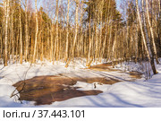 A thawed patch with water in a birch forest in spring. Стоковое фото, фотограф Дмитрий Тищенко / Фотобанк Лори