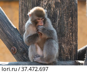Portrait of a japanese macaque snow monkey. Стоковое фото, фотограф Фотограф / Фотобанк Лори