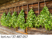 Birch brooms are hung for drying. Стоковое фото, фотограф Дмитрий Тищенко / Фотобанк Лори
