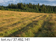 Вид на поле теплым августовским вечером. Карелия. Стоковое фото, фотограф Виктор Карасев / Фотобанк Лори