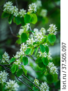 Цветущая ветка ирги (лат. Amelanchier) весной в саду. Стоковое фото, фотограф Андрей Пустякин / Фотобанк Лори