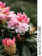 Rhododendron rhyakushimanum weissenteld double flowers in garden. Стоковое фото, фотограф Ольга Сейфутдинова / Фотобанк Лори
