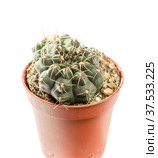 Gymnocalycium. Стоковое фото, фотограф Любовь Назарова / Фотобанк Лори