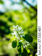 Цветущая ветка ирги (лат. Amelanchier) весной в саду. Стоковое фото, фотограф Андрей Пустякин / Фотобанк Лори