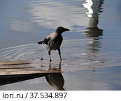 Ворона стоящая в воде. Стоковое фото, фотограф Сергей Афанасьев / Фотобанк Лори