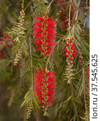 Red inflorescences of of Melaleuca citrina, the common red bottlebrush natural macro floral background. Стоковое фото, фотограф Tamara Kulikova / Фотобанк Лори