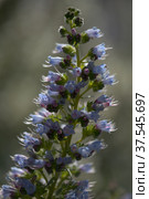 Flora of Gran Canaria - Echium callithyrsum, blue bugloss of Tenteniguada (2022 год). Стоковое фото, фотограф Tamara Kulikova / Фотобанк Лори