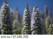 Flora of Gran Canaria - Echium callithyrsum, blue bugloss of Tenteniguada (2022 год). Стоковое фото, фотограф Tamara Kulikova / Фотобанк Лори