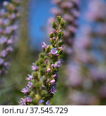 Flora of Gran Canaria - Echium callithyrsum, blue bugloss of Tenteniguada (2022 год). Стоковое фото, фотограф Tamara Kulikova / Фотобанк Лори