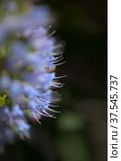 Flora of Gran Canaria - Echium callithyrsum, blue bugloss of Tenteniguada (2022 год). Стоковое фото, фотограф Tamara Kulikova / Фотобанк Лори