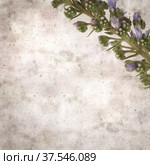 square stylish old textured paper background with blue flowers of Echium callithyrsum, blue bugloss of Tenteniguada, endemic to Gran Canaria. Стоковое фото, фотограф Tamara Kulikova / Фотобанк Лори