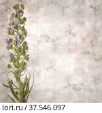 square stylish old textured paper background with blue flowers of Echium callithyrsum, blue bugloss of Tenteniguada, endemic to Gran Canaria. Стоковое фото, фотограф Tamara Kulikova / Фотобанк Лори