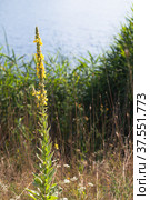 Wild yellow flowers on a sunny day. Verbascum densiflorum. Стоковое фото, фотограф EugeneSergeev / Фотобанк Лори