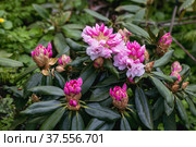 Rhododendron rhyakushimanum weissenteld double flowers in garden. Стоковое фото, фотограф Ольга Сейфутдинова / Фотобанк Лори