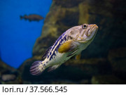 Swimming Black rockfish - Sebastes schlegeli. Fish in the aquarium. Fish under water. Стоковое фото, фотограф Ирина Вершинская / Фотобанк Лори