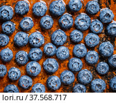 Фон из спелой садовой голубики на весь кадр. Ягодный фон. Стоковое фото, фотограф Андрей Пустякин / Фотобанк Лори