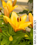 The Lily yellow blossom in garden on background green sheet. Стоковое фото, фотограф Сергей Овчинников / Фотобанк Лори