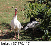Домашняя индейка (Meleagris gallopavo) Стоковое фото, фотограф EgleKa / Фотобанк Лори