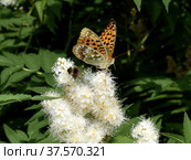 Бабочка Перламутровка большая (Argynnis paphia) на цветке рябинника. Стоковое фото, фотограф Елена Павлова / Фотобанк Лори