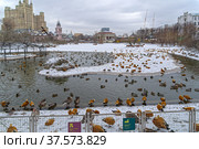 Множество уток и других водоплавающих птиц на пруду в московском зоопарке. Пасмурный день в начале марта. (2022 год). Стоковое фото, фотограф Сергей Рыбин / Фотобанк Лори