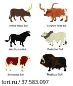 Bull collection vector illustration isolated on white background. Muskox, Musk ox beef. Powerful animal symbol. Long horn cattle Texas bull. Ankole watusi. Bos taurus. Brahman cow Zebu ox. Simmental. Стоковая иллюстрация, иллюстратор Vladimir Sviracevic / Фотобанк Лори