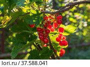 A bunch of currants illuminated by the sun. Стоковое фото, фотограф Дмитрий Тищенко / Фотобанк Лори