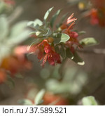 Flora of Gran Canaria - flowering Teucrium heterophyllum, species of germander endemic to Macaronesia. Стоковое фото, фотограф Tamara Kulikova / Фотобанк Лори
