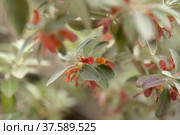 Flora of Gran Canaria - flowering Teucrium heterophyllum, species of germander endemic to Macaronesia. Стоковое фото, фотограф Tamara Kulikova / Фотобанк Лори