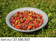 Strawberries in a basin on green grass. Стоковое фото, фотограф Дмитрий Тищенко / Фотобанк Лори
