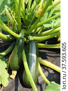 Кабачки на грядке (Cucurbita pepo subsp. pepo) Стоковое фото, фотограф Щеголева Ольга / Фотобанк Лори