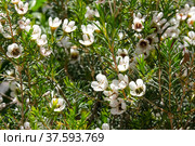 Flowering evergreen shrub Chamelacium (Chamelaucium) Стоковое фото, фотограф Irina Opachevsky / Фотобанк Лори