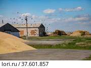 Grain storage. Straw haystacks right, wheat grain heap left. Brick grey building. Flying doves in air. Blue sky. Стоковое фото, фотограф Alexey Rezvykh / Фотобанк Лори