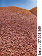 Close-up photo of wheat grain heap in storage. Blue sky background. Стоковое фото, фотограф Alexey Rezvykh / Фотобанк Лори