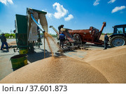 North Kazakhstan Province, Kazakhstan - May 12, 2012: Workers winnowing wheat seeds on winnower machine. Редакционное фото, фотограф Alexey Rezvykh / Фотобанк Лори