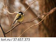 Синица в весеннем лесу (синица большая, Parus major) (2009 год). Стоковое фото, фотограф Щеголева Ольга / Фотобанк Лори