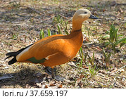 Ruddy shelduck (Tadorna ferruginea), known as Brahminy duck, member of family Anatidae, in spring. Стоковое фото, фотограф Валерия Попова / Фотобанк Лори