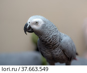 Portrait of a Jaco parrot. Стоковое фото, фотограф Argument / Фотобанк Лори