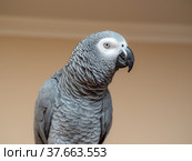 Portrait of a parrot. Стоковое фото, фотограф Argument / Фотобанк Лори