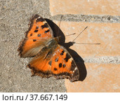 Nymphalis xanthomelas, scarce tortoiseshell, species of nymphalid butterfly. This butterfly is also referred as yellow-legged tortoiseshell or large tortoiseshell. Стоковое фото, фотограф Валерия Попова / Фотобанк Лори