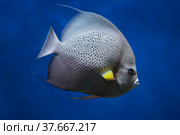 French angelfish (Pomacanthus paru). Fish under water. Blur. Стоковое фото, фотограф Ирина Вершинская / Фотобанк Лори