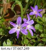 First flowers in early spring. Violet mauve Scilla luciliae. Стоковое фото, фотограф Валерия Попова / Фотобанк Лори