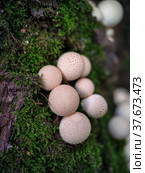 Mushroom Lycoperdon pyriforme growing on a tree. Дождевик грушевидный. Стоковое фото, фотограф Тополов Николай / Фотобанк Лори