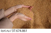 Hands of female farmer holding handful of grinded soy husk on background of large pile. Healthy organic protein ingredient used in livestock feed. Стоковое видео, видеограф Яков Филимонов / Фотобанк Лори