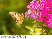 Butterfly swallowtail on a bunch of phlox flower. Стоковое фото, фотограф Дмитрий Тищенко / Фотобанк Лори